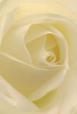 Imagine standing at the heart of a cream-ivory rose, its delicate petals spiraling gently inward as if guiding you to a place of tranquility within. Every soft fold, touched with the faintest glow of morning, captures the calm presence so often found in Queensbury's peaceful nooks or along the gentle footpaths near the country park. The petals themselves are nearly whisper-light, conjuring the sensation of morning dew in early spring. Quiet shadows curve between the layers, introducing depth and an understated drama-invoking the sense of a personal sanctuary crafted by a skilled local florist. There is a palpable peace in this close perspective, the kind suited to conveying heartfelt sympathy or reflective admiration. As the bloom's subtle fragrance drifts invisibly, it becomes a silent companion for thoughtful moments or gentle new beginnings in the mosaic of Queensbury life. The artistry and care evident in the arrangement reminds us that behind every meaningful floral gift lies not just beauty, but tenderness and local understanding.